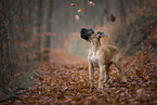 Deutsche Dogge Welpe