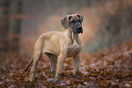 Deutsche Dogge Welpe