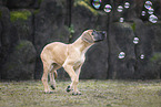 Deutsche Dogge Welpe