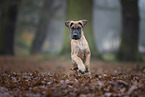 Deutsche Dogge Welpe