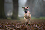 Deutsche Dogge Welpe