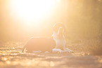 Deutsche Dogge