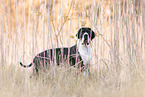 Deutsche Dogge