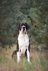 Deutsche Dogge