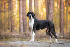 Deutsche Dogge