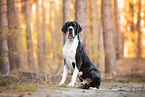 Deutsche Dogge