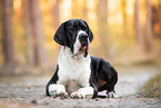 Deutsche Dogge