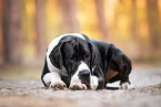 Deutsche Dogge