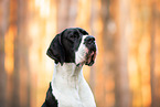 Deutsche Dogge