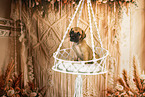Deutsche Dogge Welpe
