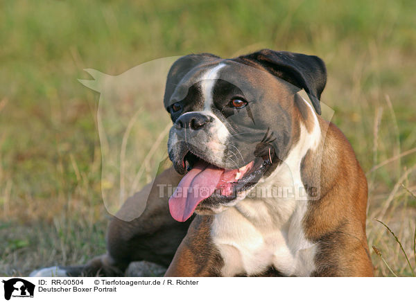 Deutscher Boxer Portrait / RR-00504