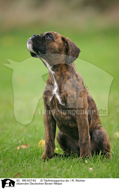 sitzender Deutscher Boxer Welpe / sitting boxer puppy / RR-00749