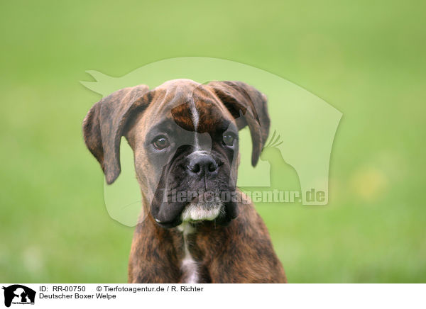 Deutscher Boxer Welpe / Puppy / RR-00750