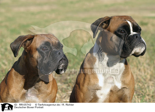 Deutscher Boxer Portrait / Boxer Portrait / RR-05742