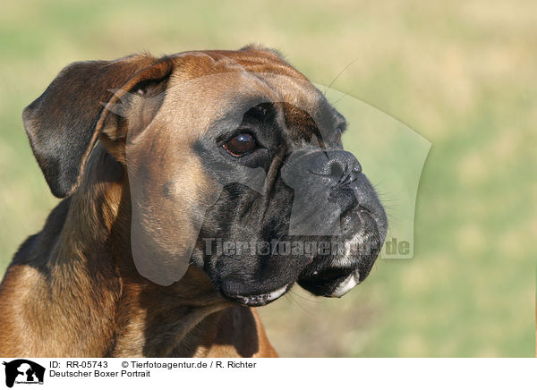 Deutscher Boxer Portrait / RR-05743