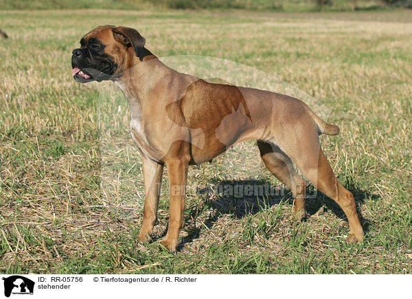 stehender / standing Deutscher Boxer / RR-05756