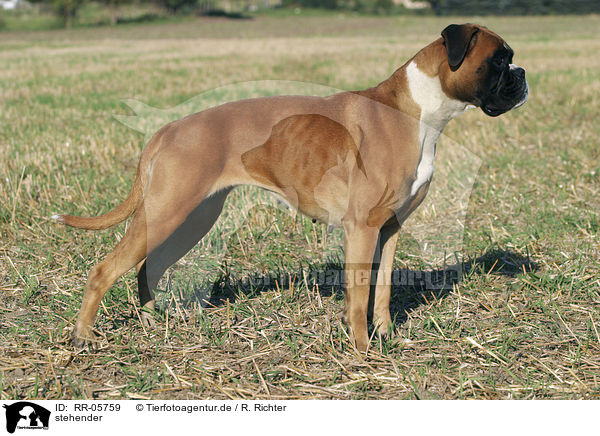 stehender / standing Deutscher Boxer / RR-05759