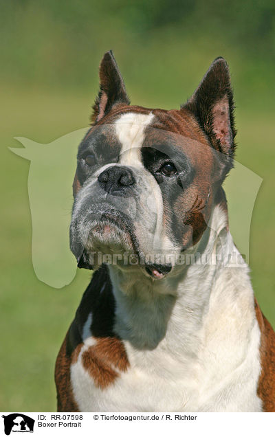 Boxer Portrait / Boxer Portrait / RR-07598