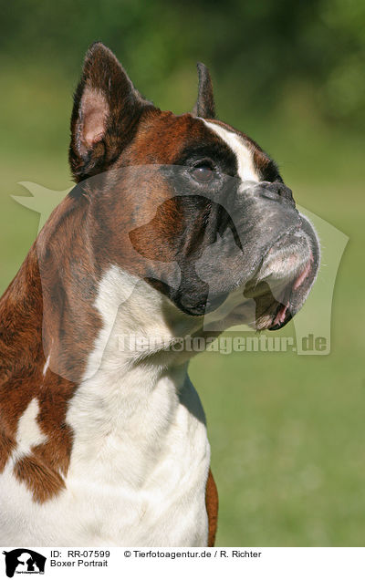 Boxer Portrait / Boxer Portrait / RR-07599