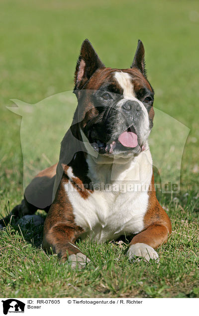 Boxer / Boxer / RR-07605