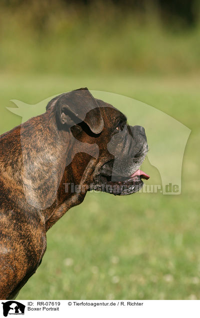 Boxer Portrait / RR-07619