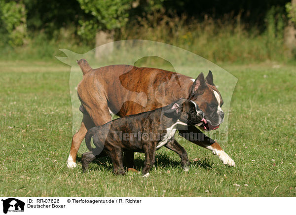 Deutscher Boxer / RR-07626