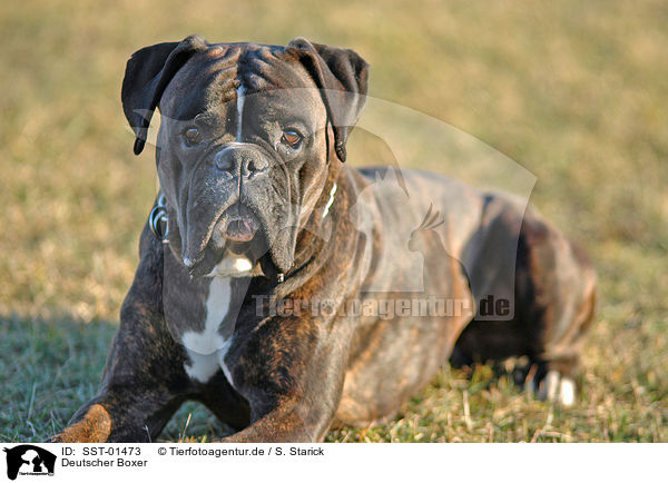 Deutscher Boxer / Boxer / SST-01473