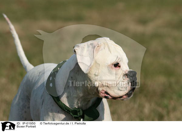 Boxer Portrait / IP-01950