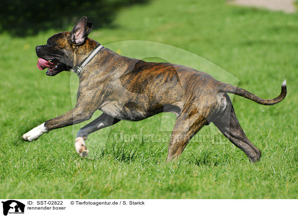 rennender boxer / SST-02822