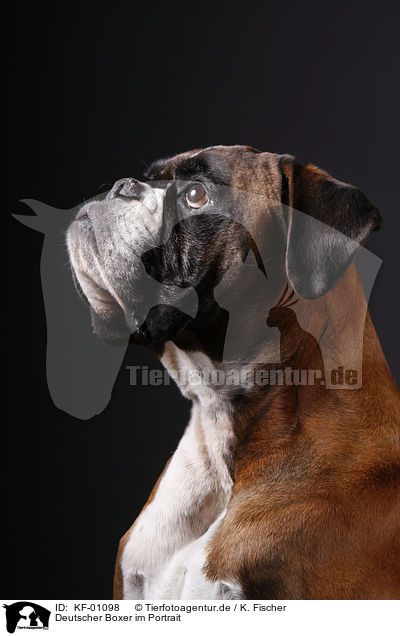 Deutscher Boxer im Portrait / KF-01098