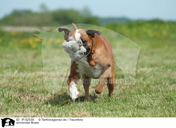 rennender Boxer / running Boxer / IF-02538