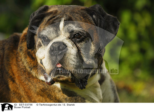 Boxer Portrait / Boxer Portrait / SST-03756