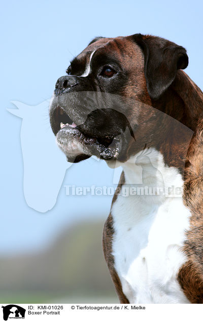 Boxer Portrait / KMI-01026