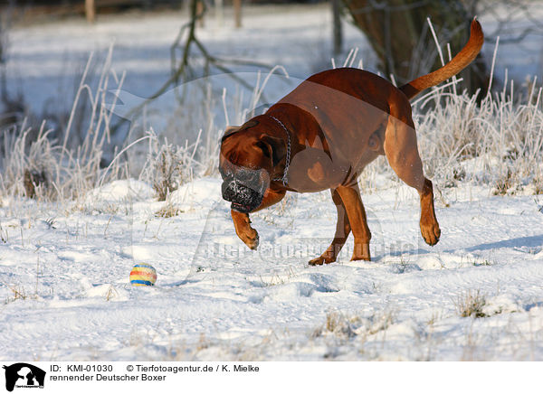 rennender Deutscher Boxer / running Boxer / KMI-01030