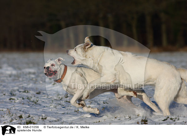 spielende Hunde / KMI-01056