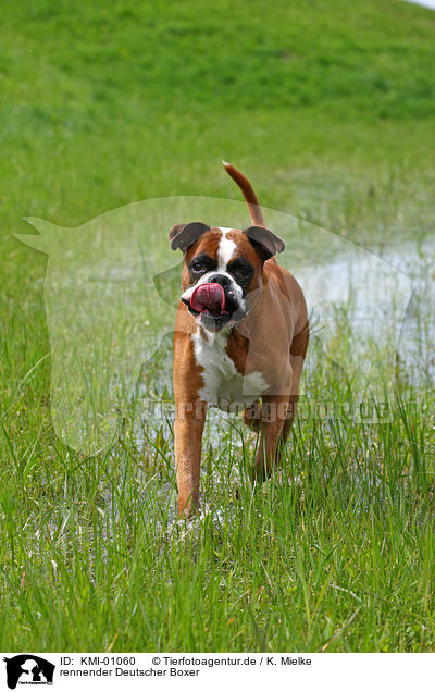 rennender Deutscher Boxer / running Boxer / KMI-01060