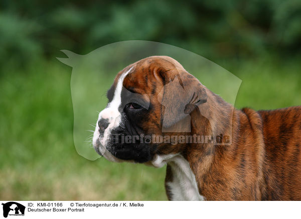 Deutscher Boxer Portrait / KMI-01166