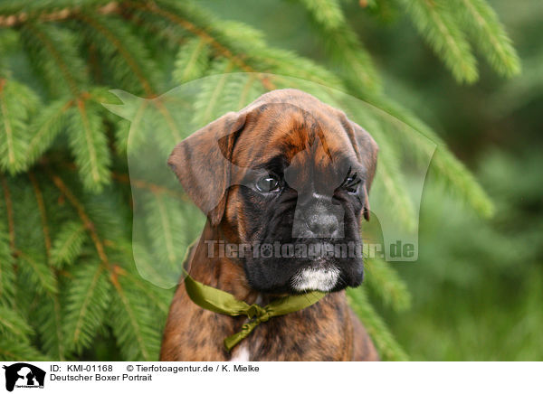 Deutscher Boxer Portrait / KMI-01168