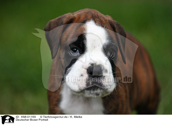 Deutscher Boxer Portrait / KMI-01169