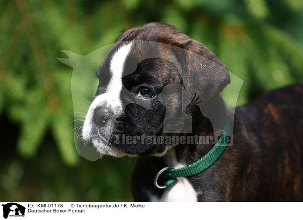 Deutscher Boxer Portrait / KMI-01178