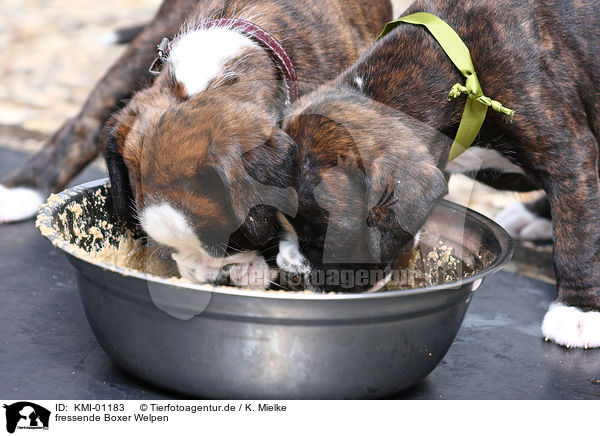 fressende Boxer Welpen / eating Boxer puppies / KMI-01183