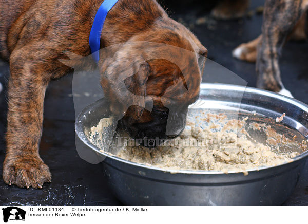 fressender Boxer Welpe / eating Boxer puppie / KMI-01184