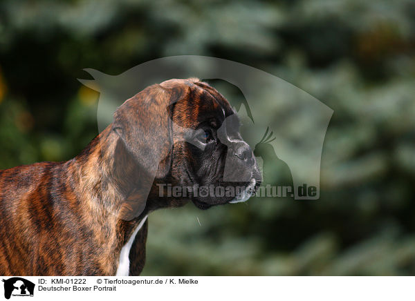 Deutscher Boxer Portrait / KMI-01222