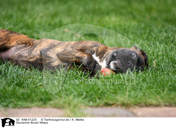 Deutscher Boxer Welpe / Boxer puppy / KMI-01225