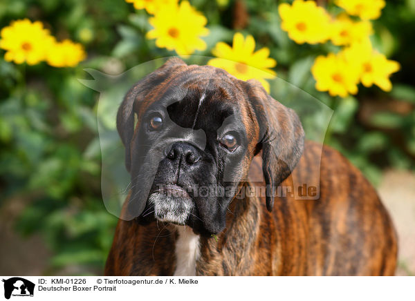 Deutscher Boxer Portrait / Boxer Portrait / KMI-01226