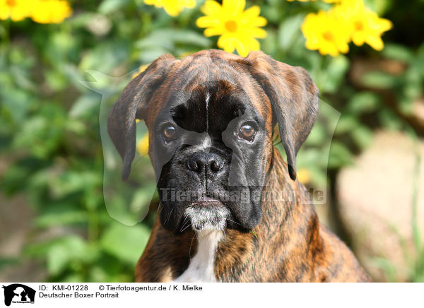 Deutscher Boxer Portrait / KMI-01228