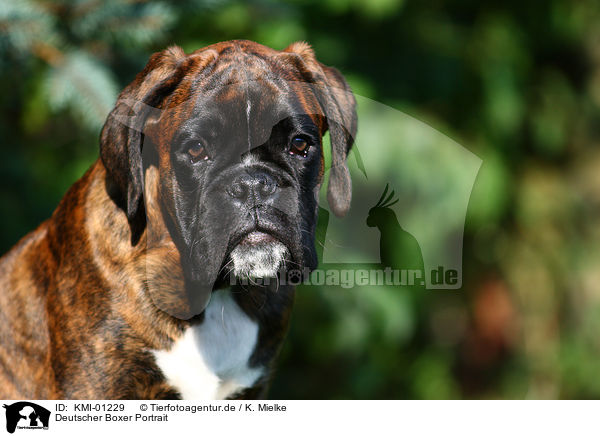 Deutscher Boxer Portrait / KMI-01229