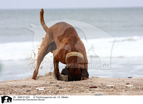 buddelnder Deutscher Boxer / digging Boxer / KMI-01254