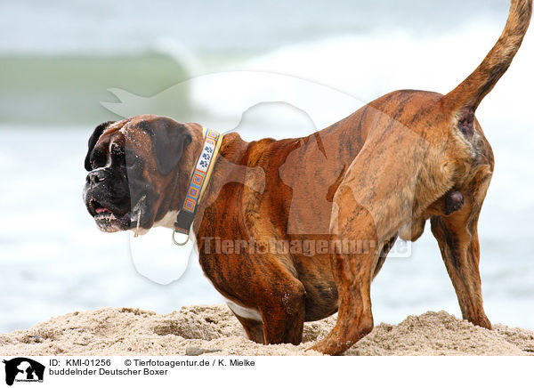 buddelnder Deutscher Boxer / KMI-01256