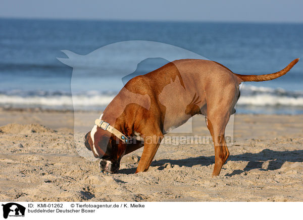 buddelnder Deutscher Boxer / KMI-01262